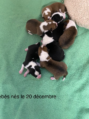 Du gang des loups - Basenji - Portée née le 20/12/2022