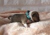 CHIOT turquoise Ramses