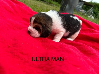 ULTRA MAN