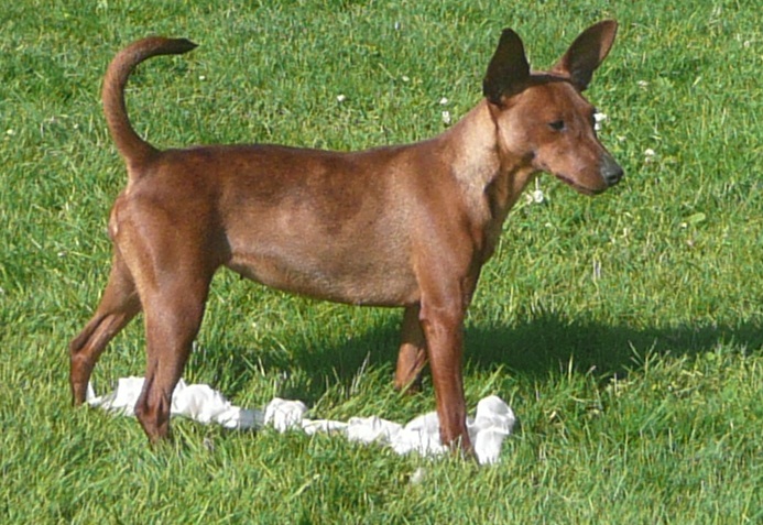 Fanny Du gang des loups